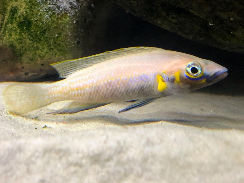 Neolamprologus nigriventris